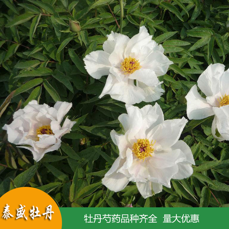 基地直供油用牡丹苗 一年生两年生牡丹小苗 量大优惠