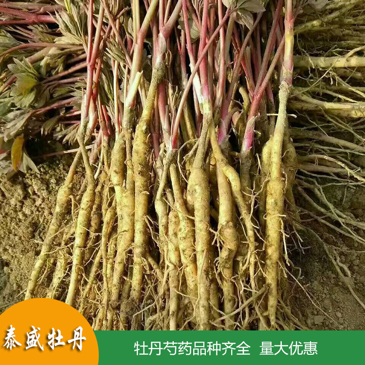 高产油用牡丹 占地牡丹花苗 菏泽牡丹苗批发 量大优惠