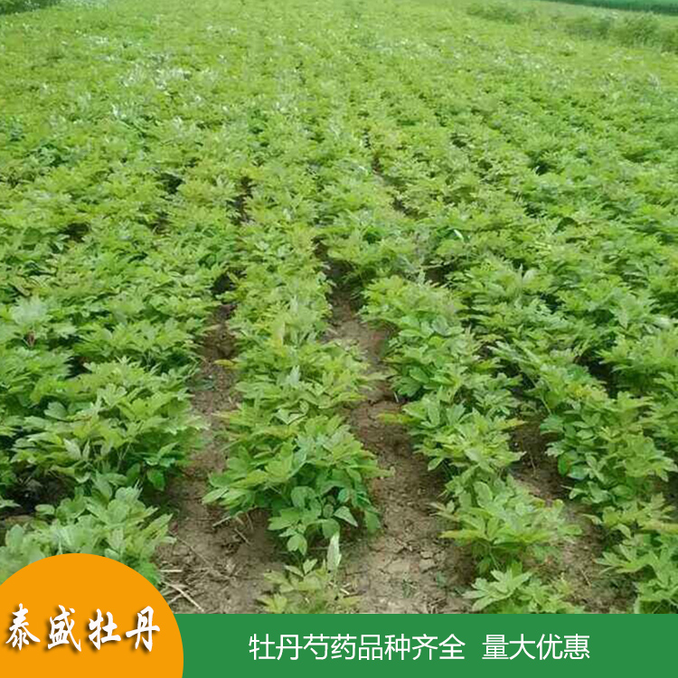 基地直供油用牡丹苗 一年生两年生牡丹小苗 量大优惠