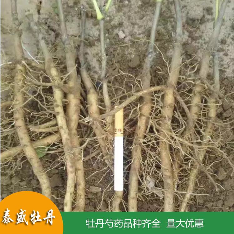 高产油用牡丹 占地牡丹花苗 菏泽牡丹苗批发 量大优惠