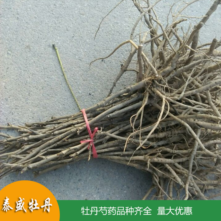 油用牡丹苗 一年生两年生牡丹小苗 菏泽牡丹苗批发 量大优惠