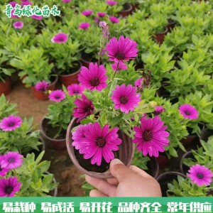 万寿菊 大量批发时令花 南非万寿菊 绿化园林用花