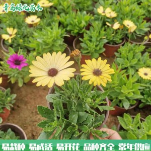 万寿菊 大量批发时令花 南非万寿菊 绿化园林用花