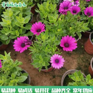 万寿菊 大量批发时令花 南非万寿菊 绿化园林用花
