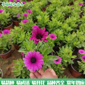 青州花卉种植基地 万寿菊 时令草花 公路公园绿化工程用苗