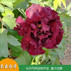 黑牡丹 牡丹花品种 观赏牡丹 稀有牡丹品种批发