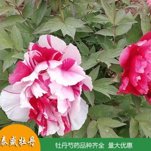 精品复色观赏牡丹 重瓣牡丹 庭院牡丹花苗