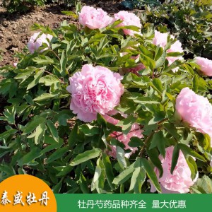 多枝牡丹 庭院牡丹树 牡丹花苗供应 品种齐全