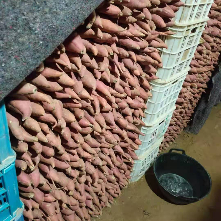冰糖心烟薯烤红薯地瓜红肉软糯香甜地瓜
