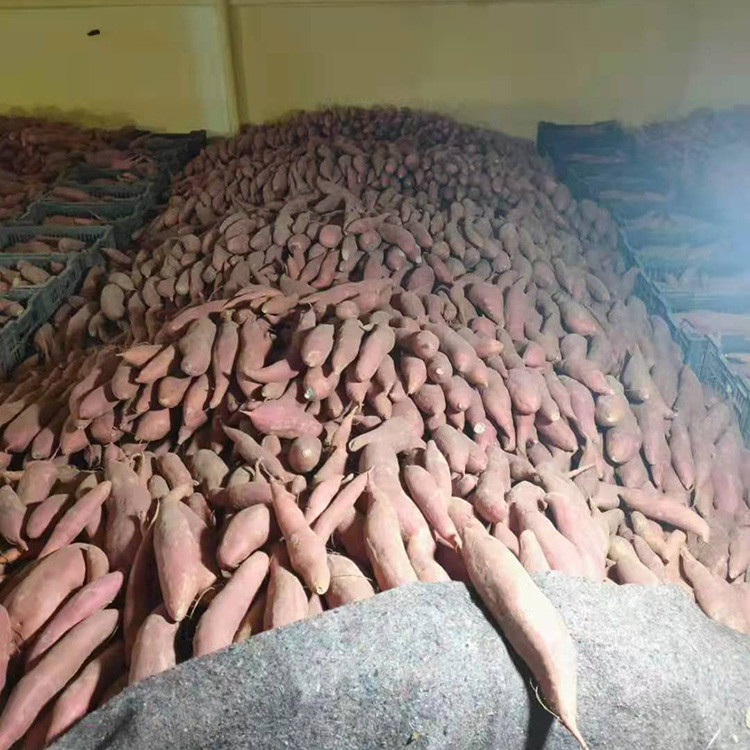 基地直供地瓜 自然种植 库存量足 支持批发