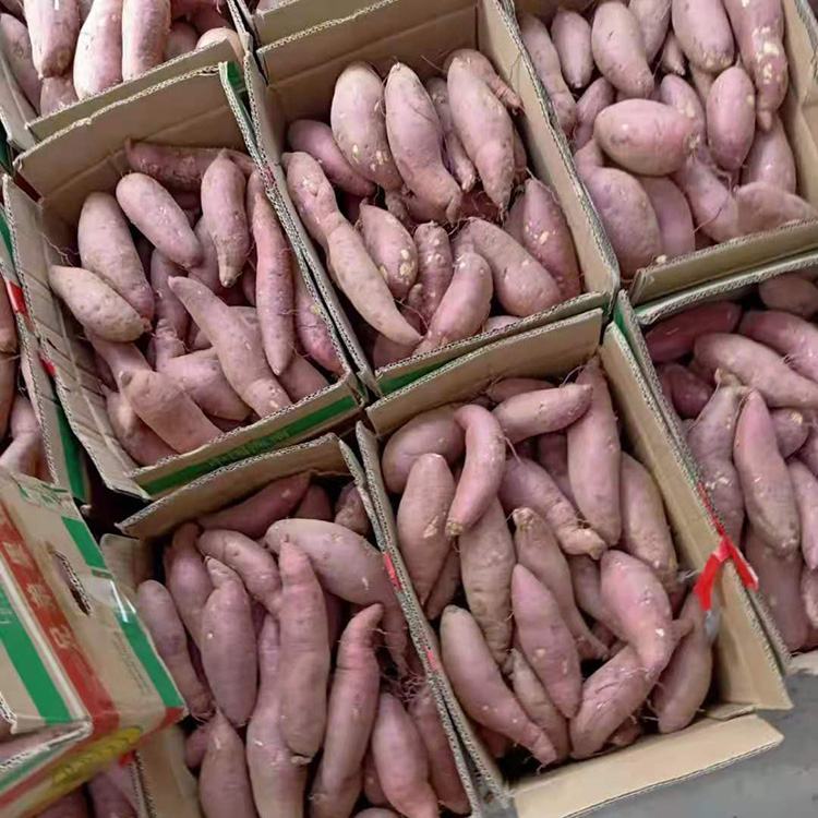 蜜薯产地 烤薯店专用地瓜 红心红皮山芋
