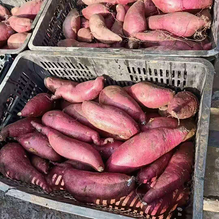 地直销 天然炭烤红薯地瓜 缸烤地瓜沙地小烟薯 新鲜红薯批发