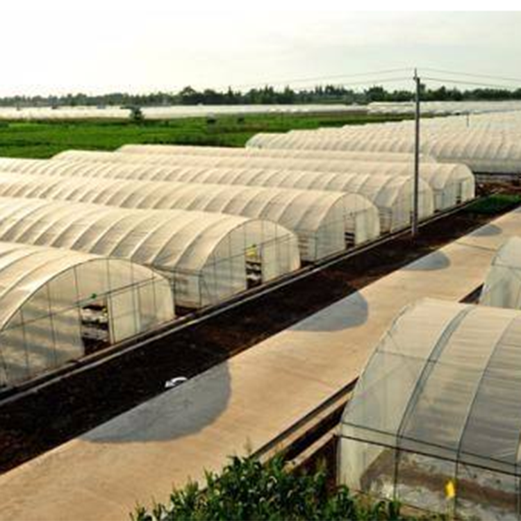 草莓日光温室大棚建设 连体日光温室大棚施工