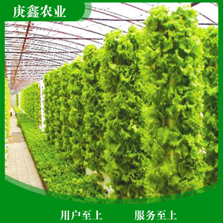 绿色温室景观销售厂家 温室绿色大棚景观植物 支持选购