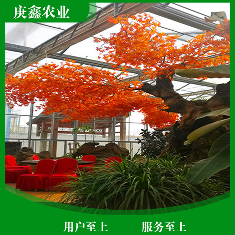 厂家安装绿色温室景观 温室景观大棚供应 欢迎咨询