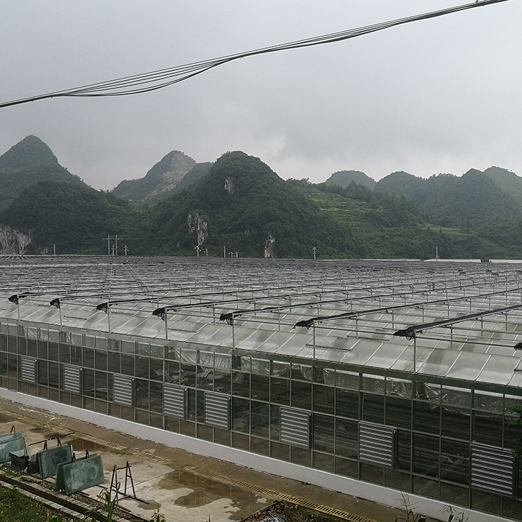 山东玻璃连栋温室大棚 玻璃温室搭建  柏科阿姆农业