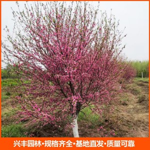 8公分红叶碧桃 红叶碧桃批发 红叶碧桃价格