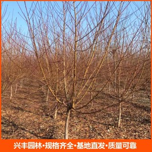 8公分红叶碧桃 红叶碧桃批发 红叶碧桃价格