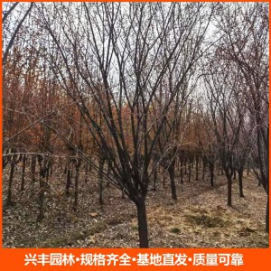 6公分美人梅 美人梅苗  美人梅价格