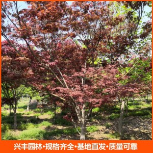 8公分红枫  日本红枫  日本红枫苗 日本红枫价格