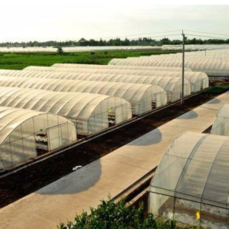 草莓采摘薄膜温室 双拱双模温室建造 日光温室施工建设