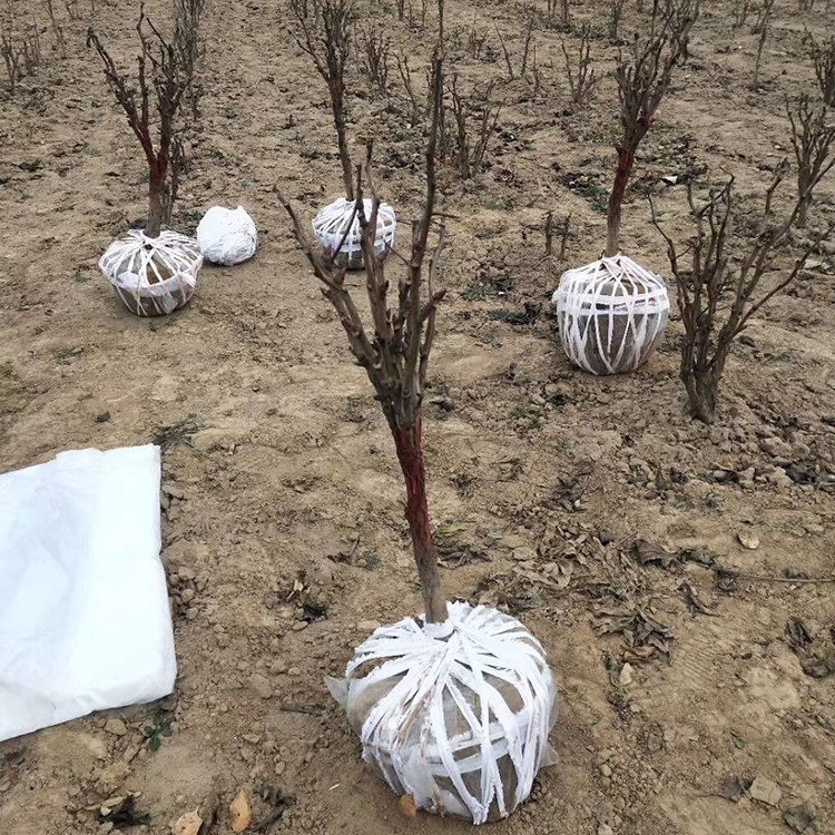 厂家销售庭院牡丹树苗 多色系牡丹树苗 腾越牡丹