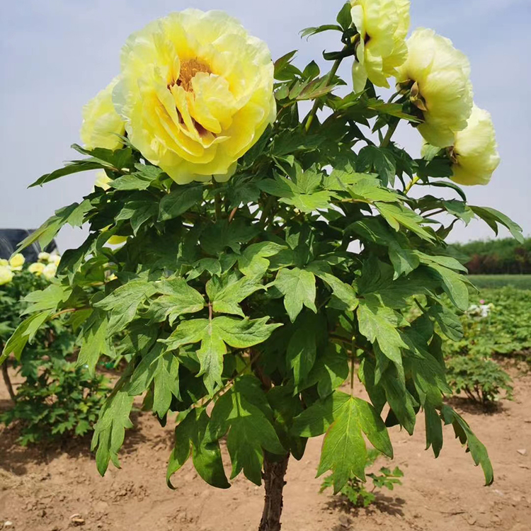牡丹树苗种植基地 多年牡丹树苗种植 欢迎咨询
