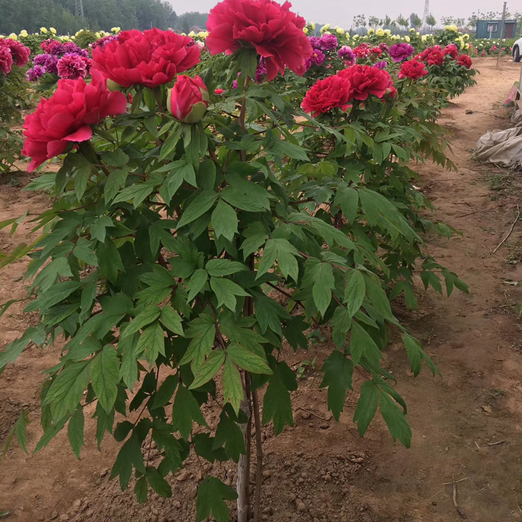 牡丹树苗种植基地 多年牡丹树苗种植 欢迎咨询