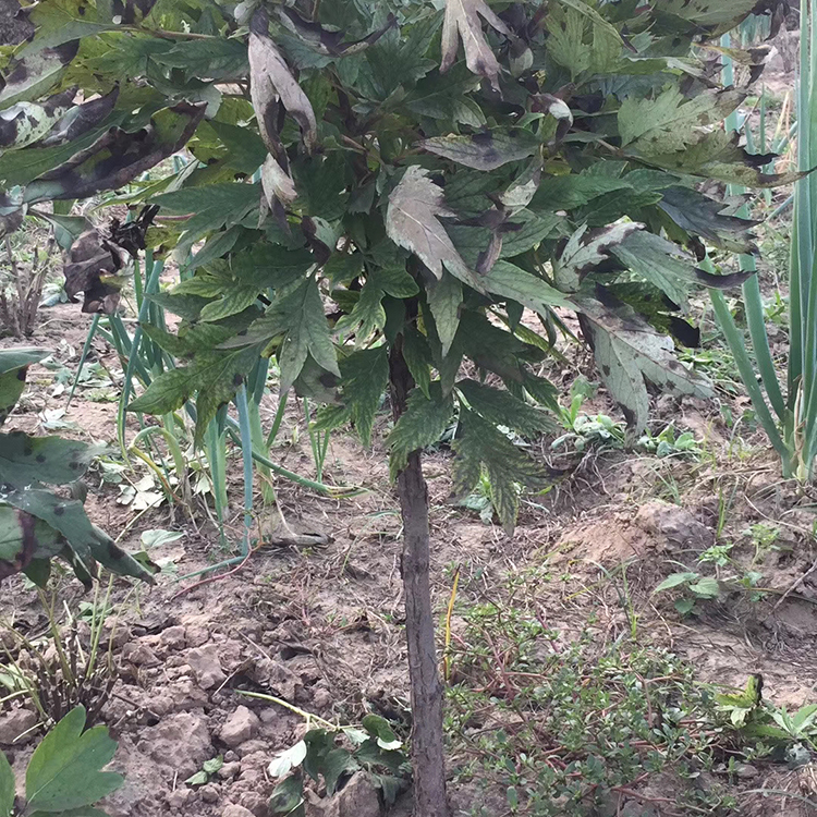厂家销售庭院牡丹树苗 多色系牡丹树苗 腾越牡丹