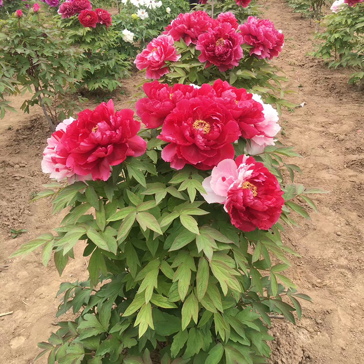 牡丹树苗种植基地 多年牡丹树苗种植 支持选购