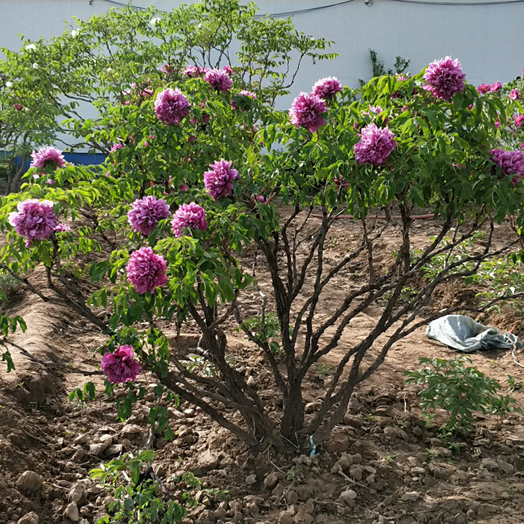 牡丹树苗种植基地 多年牡丹树苗种植 厂家销售