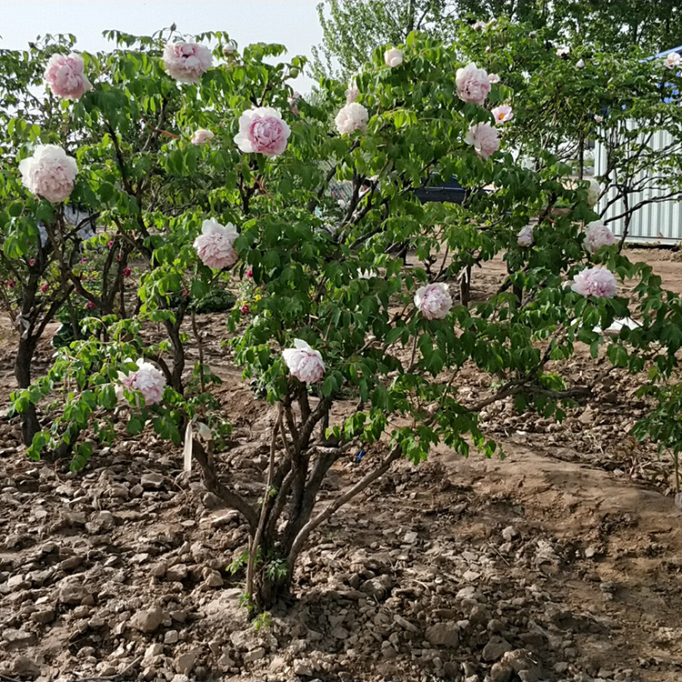 牡丹树苗种植基地 多年牡丹树苗种植 欢迎咨询
