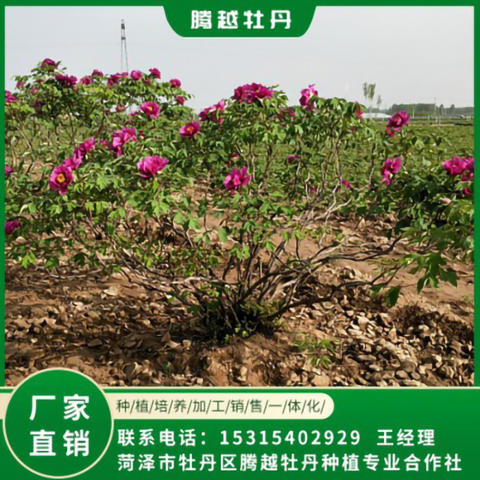 厂家销售庭院牡丹树苗 牡丹树苗供应销售 厂家批发