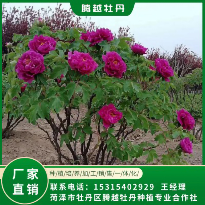 厂家销售庭院牡丹树苗 牡丹树苗供应销售 腾越牡丹
