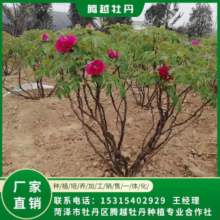 厂家销售庭院牡丹树苗 牡丹树苗供应销售 腾越牡丹