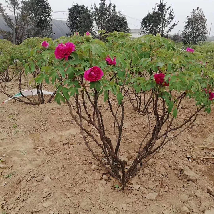 厂家销售庭院牡丹树苗 多色系牡丹树苗 腾越牡丹