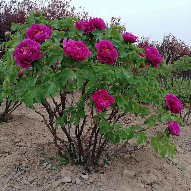 牡丹树苗种植基地 多年牡丹树苗种植 欢迎咨询