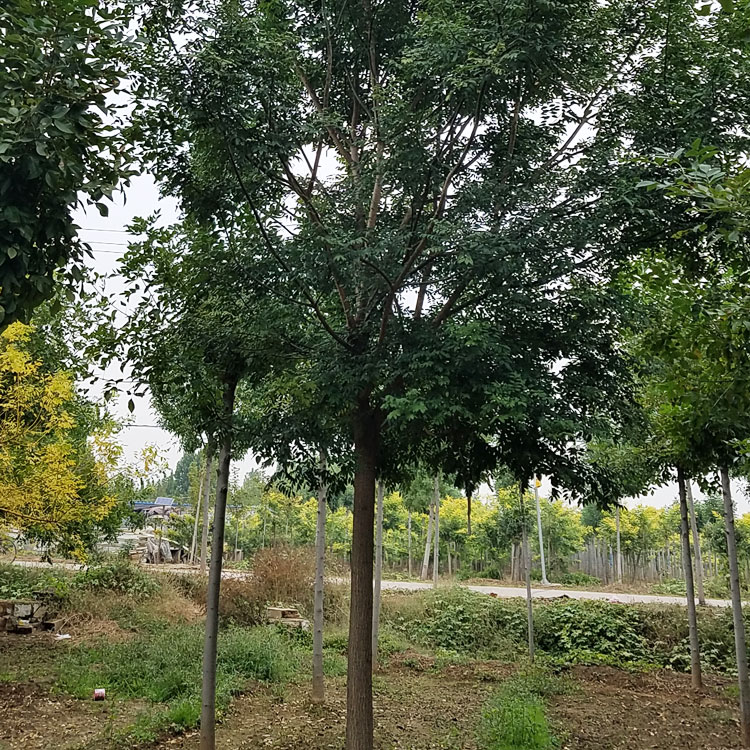 湿地绿化行道风景国槐  市政绿化苗木国槐  大海苗木