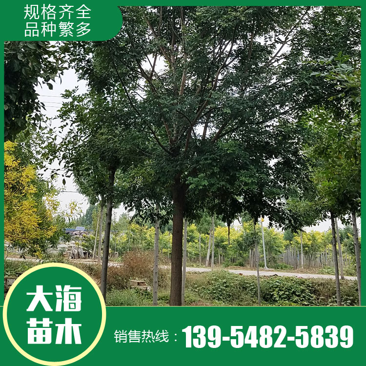抗旱12公分国槐 丛生国槐树 速生国槐
