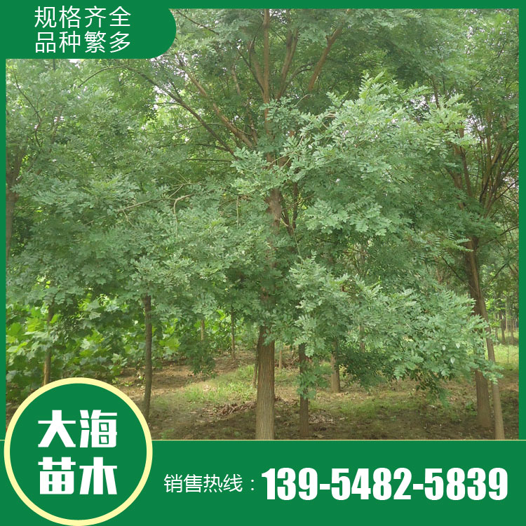 湿地绿化行道风景国槐  市政绿化苗木国槐  大海苗木