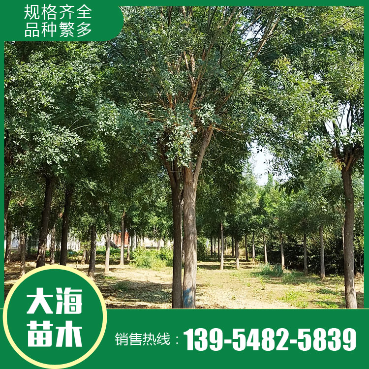 湿地绿化行道风景国槐  市政绿化苗木国槐  大海苗木