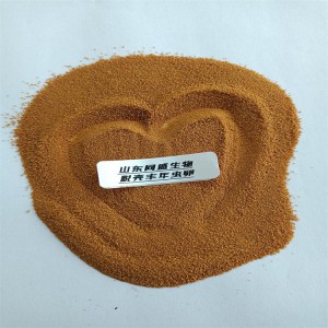 渤海湾丰年虫卵 高孵化率 鱼苗开口料 山东同盛现货供应