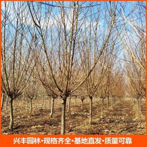基地直发红叶碧桃 常年供应 适应性强易成活 庭院观赏苗木