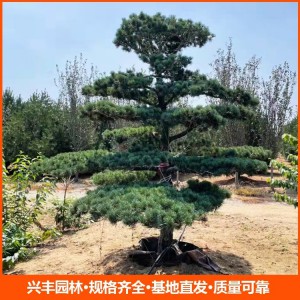 基地直供造型15公分五针松 树形挺拔易成活 批发量大优惠