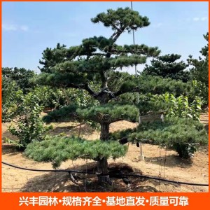 造型松树五针松 成活率高 造型优美 造型杯苗