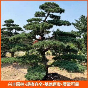 造型松树五针松 成活率高 造型优美 造型杯苗