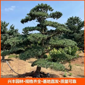 造型松树五针松 成活率高 造型优美 造型杯苗