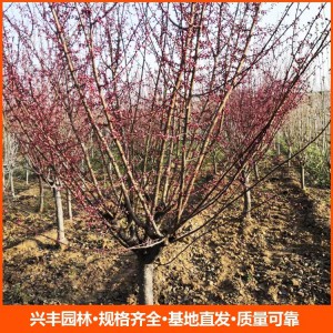 基地直发7公分美人梅小苗 质优价廉 量大从优 全国可售