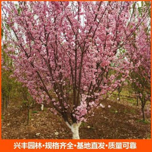 9公分美人梅小苗 树形优美基地供应 园林绿化用苗