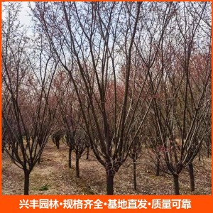 9公分美人梅小苗 树形优美基地供应 园林绿化用苗